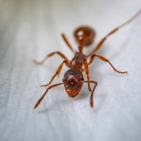 Field Ants, Pest Control in West Horsley, East Horsley, Effingham, KT24. Call Now! 020 8166 9746