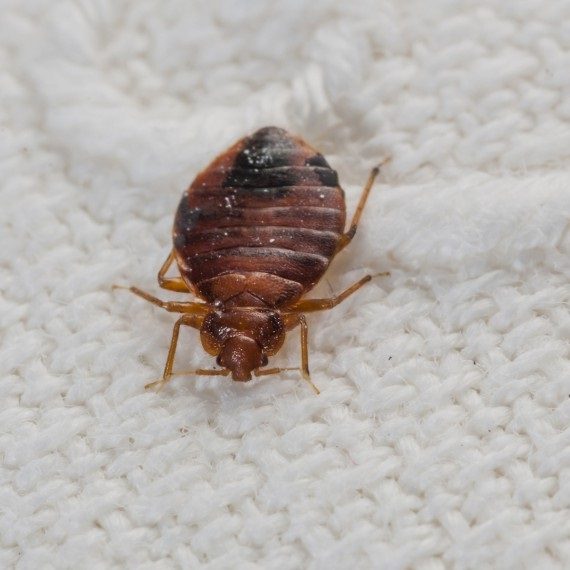 Bed Bugs, Pest Control in West Horsley, East Horsley, Effingham, KT24. Call Now! 020 8166 9746