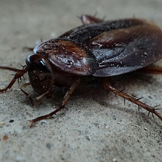 Cockroaches, Pest Control in West Horsley, East Horsley, Effingham, KT24. Call Now! 020 8166 9746