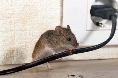Pest Control in West Horsley, East Horsley, Effingham, KT24. Call Now! 020 8166 9746