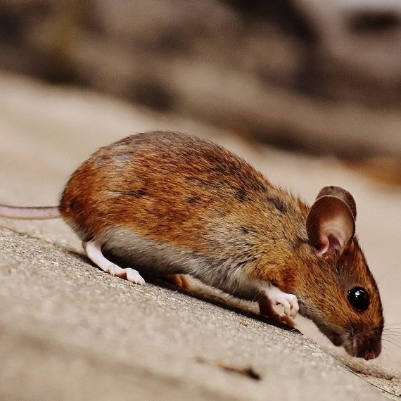 Mice, Pest Control in West Horsley, East Horsley, Effingham, KT24. Call Now! 020 8166 9746