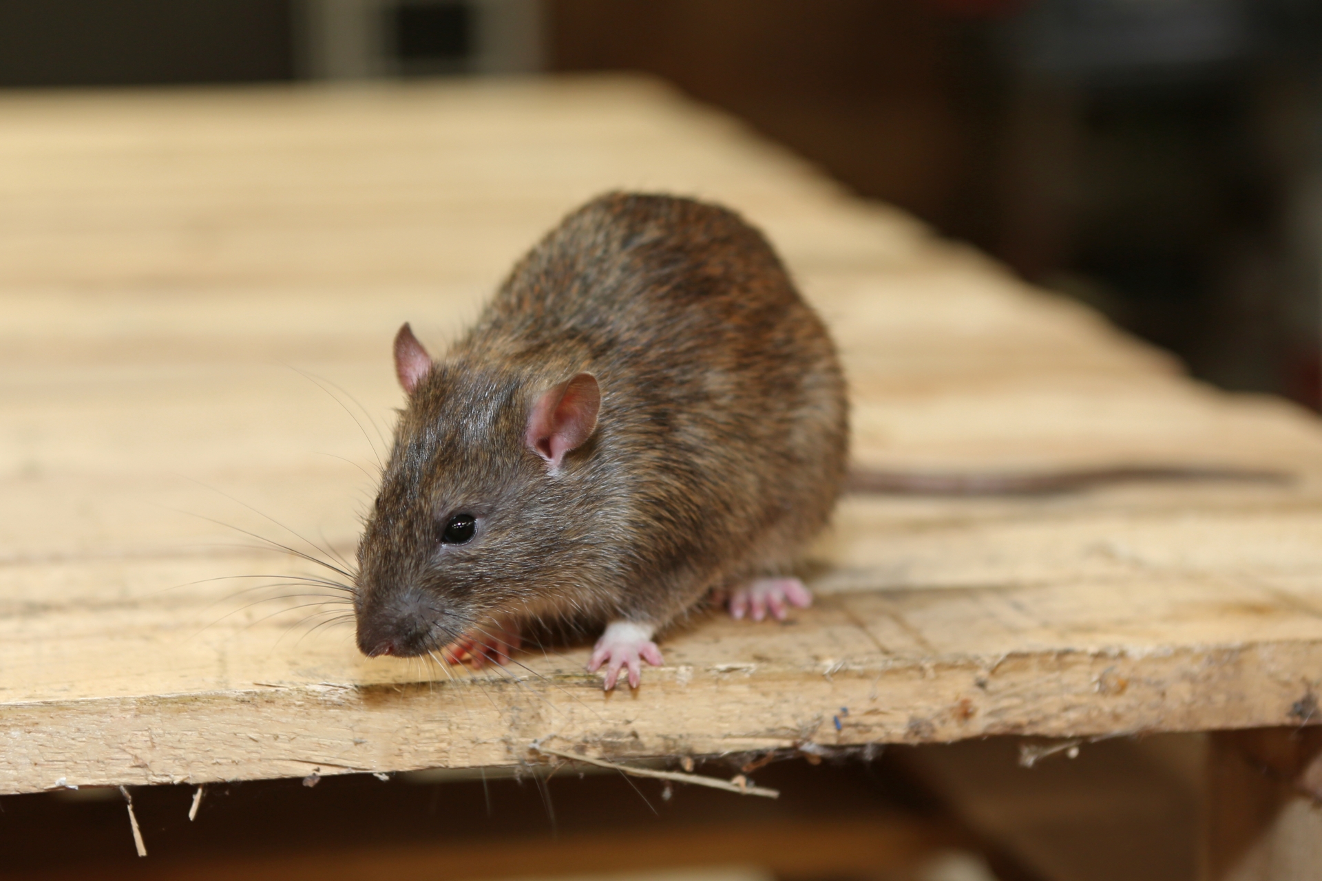 Rat Infestation, Pest Control in West Horsley, East Horsley, Effingham, KT24. Call Now 020 8166 9746