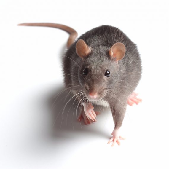 Rats, Pest Control in West Horsley, East Horsley, Effingham, KT24. Call Now! 020 8166 9746