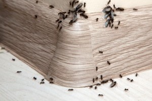 Ant Control, Pest Control in West Horsley, East Horsley, Effingham, KT24. Call Now 020 8166 9746