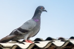 Pigeon Control, Pest Control in West Horsley, East Horsley, Effingham, KT24. Call Now 020 8166 9746