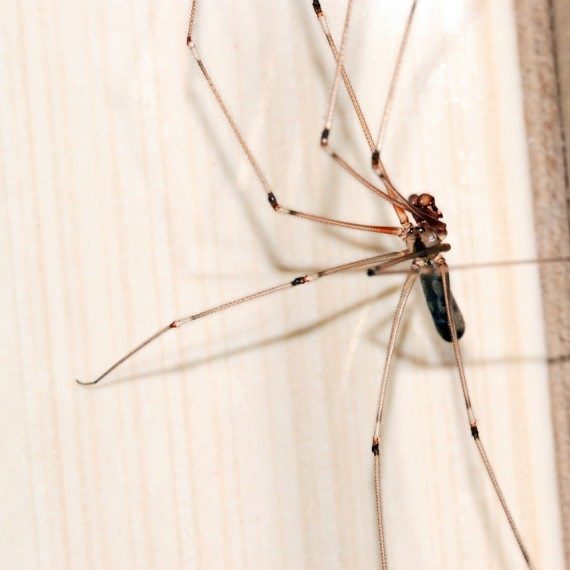 Spiders, Pest Control in West Horsley, East Horsley, Effingham, KT24. Call Now! 020 8166 9746