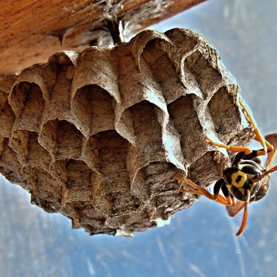 Wasps Nest, Pest Control in West Horsley, East Horsley, Effingham, KT24. Call Now! 020 8166 9746