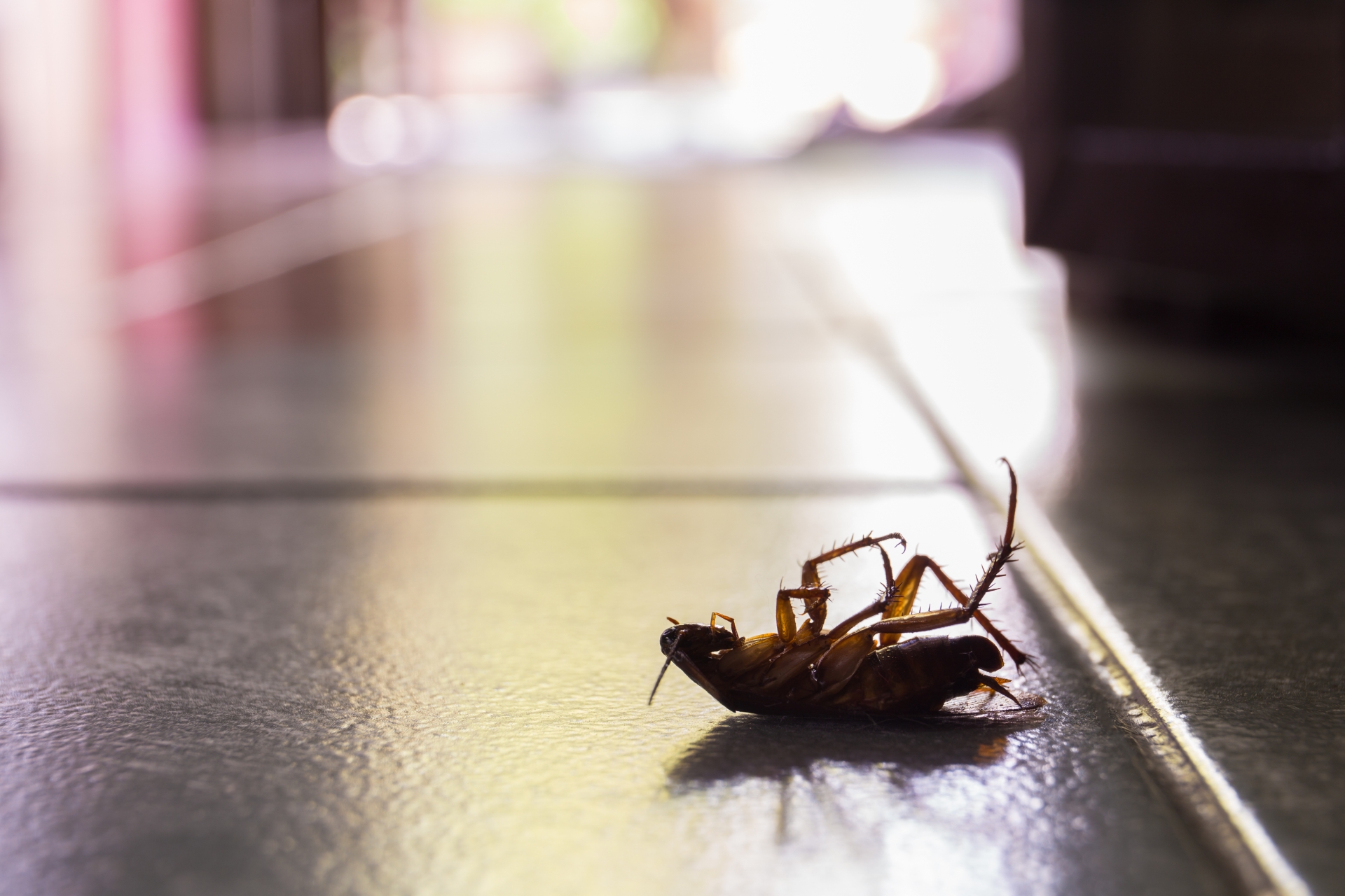 Cockroach Control, Pest Control in West Horsley, East Horsley, Effingham, KT24. Call Now 020 8166 9746