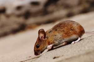 Mice Exterminator, Pest Control in West Horsley, East Horsley, Effingham, KT24. Call Now 020 8166 9746