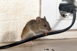 Mice Control, Pest Control in West Horsley, East Horsley, Effingham, KT24. Call Now 020 8166 9746